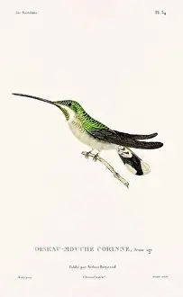 Hummingbird Illustration Prints: Vintage hummingbird print. 19th-Century French Hummingbird Illustration (Circa 1830)