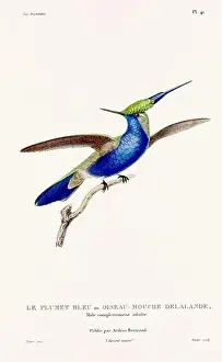Hummingbird Illustration Prints: Vintage hummingbird print. 19th-Century French Hummingbird Illustration (Circa 1830)