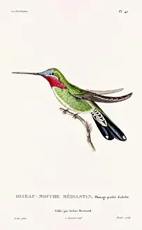 Hummingbird Illustration Prints: Vintage hummingbird print. 19th-Century French Hummingbird Illustration (Circa 1830)