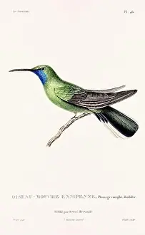 Hummingbird Illustration Prints: Vintage hummingbird print. 19th-Century French Hummingbird Illustration (Circa 1830)