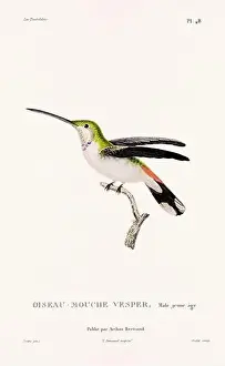 Hummingbird Illustration Prints: Vintage hummingbird print. 19th-Century French Hummingbird Illustration (Circa 1830)