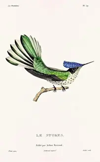 Hummingbird Illustration Prints: Vintage hummingbird print. 19th-Century French Hummingbird Illustration (Circa 1830)