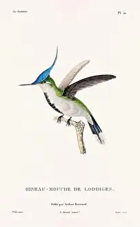 Hummingbird Illustration Prints: Vintage hummingbird print. 19th-Century French Hummingbird Illustration (Circa 1830)