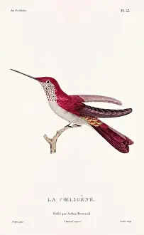 Hummingbird Illustration Prints: Vintage hummingbird print. 19th-Century French Hummingbird Illustration (Circa 1830)