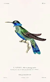 Hummingbird Illustration Prints: Vintage hummingbird print. 19th-Century French Hummingbird Illustration (Circa 1830)