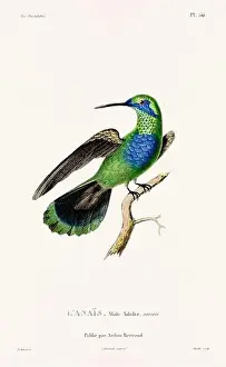 Hummingbird Illustration Prints: Vintage hummingbird print. 19th-Century French Hummingbird Illustration (Circa 1830)
