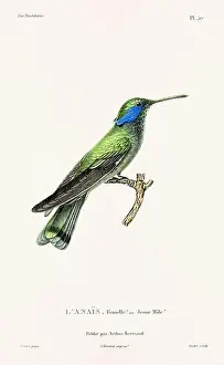 Hummingbird Illustration Prints: Vintage hummingbird print. 19th-Century French Hummingbird Illustration (Circa 1830)