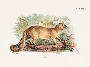 Serval Prints: Vintage illustration of a wild cat from a 19th-century natural history book detailing feline species
