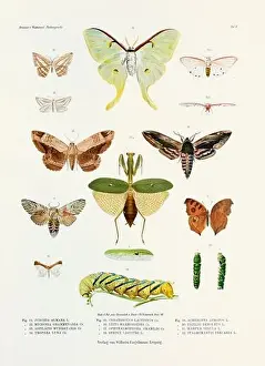 Spider Web Prints: A vintage insect illustration from a 19th-century German book plate showcasing the coloration of various insect species