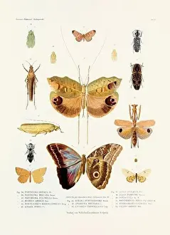 Spider Web Prints: A vintage insect illustration from a 19th-century German book plate showcasing the coloration of various insect species