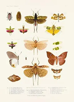 Spider Web Prints: A vintage insect illustration from a 19th-century German book plate showcasing the coloration of various insect species