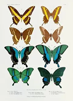 Spider Web Prints: A vintage insect illustration from a 19th-century German book plate showcasing the coloration of various insect species