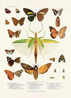 Spider Web Prints: A vintage insect illustration from a 19th-century German book plate showcasing the coloration of various insect species