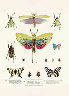 Spider Web Prints: A vintage insect illustration from a 19th-century German book plate showcasing the coloration of various insect species