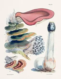 Vegetable Garden Prints: Vintage Mushroom Illustration: Botanical Fungi Art