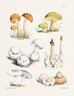 Vegetable Garden Prints: Vintage Mushroom Illustration: Botanical Fungi Art