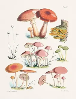 Vegetable Garden Prints: Vintage Mushroom Illustration: Botanical Fungi Art