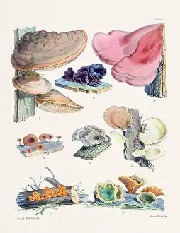 Vintage Mushroom Illustration: Botanical Fungi Art
