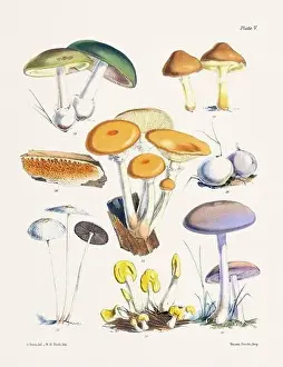 Vegetable Garden Prints: Vintage Mushroom Illustration: Botanical Fungi Art