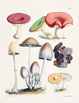 Vegetable Garden Prints: Vintage Mushroom Illustration: Botanical Fungi Art