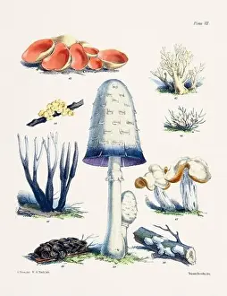 Vegetable Garden Prints: Vintage Mushroom Illustration: Botanical Fungi Art