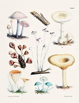 Vegetable Garden Prints: Vintage Mushroom Illustration: Botanical Fungi Art
