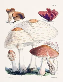 Vegetable Garden Prints: Vintage Mushroom Illustration: Botanical Fungi Art