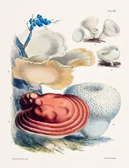 Vegetable Garden Prints: Vintage Mushroom Illustration: Botanical Fungi Art