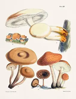 Vegetable Garden Prints: Vintage Mushroom Illustration: Botanical Fungi Art