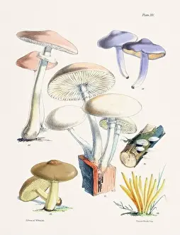 Vegetable Garden Prints: Vintage Mushroom Illustration: Botanical Fungi Art