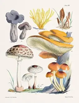 Vegetable Garden Prints: Vintage Mushroom Illustration: Botanical Fungi Art