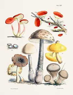 Vintage Mushroom Illustration: Botanical Fungi Art