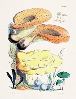 Vegetable Garden Prints: Vintage Mushroom Illustration: Botanical Fungi Art