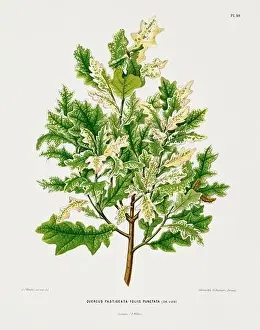 Pomona California Prints: Vintage oak tree illustration. Dutch botanical book illustration. Circa 1880