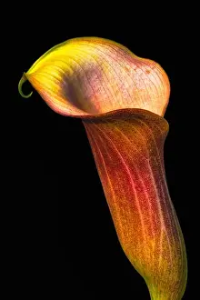vintage painting style red brown calla blossom macro portrait