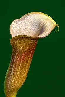 vintage painting style red brown calla blossom macro portrait