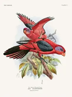 Tropical Bird Prints: Vintage Parrot Illustration. Colorful drawing of parrots from a 19th-century book published in London