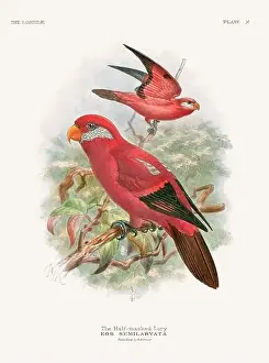Tropical Bird Prints: Vintage Parrot Illustration. Colorful drawing of parrots from a 19th-century book published in London