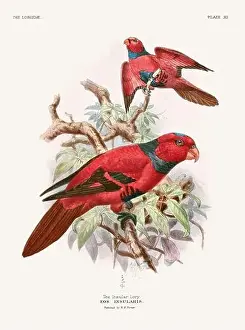 Tropical Bird Prints: Vintage Parrot Illustration. Colorful drawing of parrots from a 19th-century book published in London