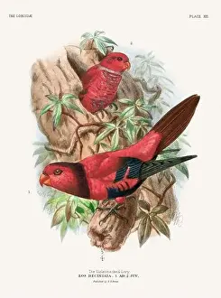 Vintage Parrot Illustration. Colorful drawing of parrots from a 19th-century book published in London. Circa 1896