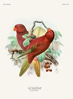 Tropical Bird Prints: Vintage Parrot Illustration. Colorful drawing of parrots from a 19th-century book published in London