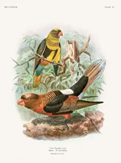 Tropical Bird Prints: Vintage Parrot Illustration. Colorful drawing of parrots from a 19th-century book published in London