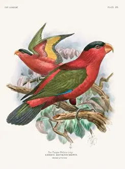 Vintage Parrot Illustration. Colorful drawing of parrots from a 19th-century book published in London. Circa 1896