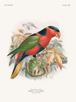 Tropical Bird Prints: Vintage Parrot Illustration. Colorful drawing of parrots from a 19th-century book published in London
