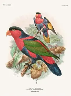 Tropical Bird Prints: Vintage Parrot Illustration. Colorful drawing of parrots from a 19th-century book published in London