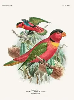 Tropical Bird Prints: Vintage Parrot Illustration. Colorful drawing of parrots from a 19th-century book published in London