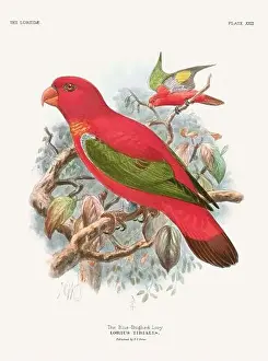 Tropical Bird Prints: Vintage Parrot Illustration. Colorful drawing of parrots from a 19th-century book published in London