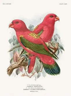 Tropical Bird Prints: Vintage Parrot Illustration. Colorful drawing of parrots from a 19th-century book published in London