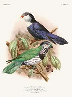 Tropical Bird Prints: Vintage Parrot Illustration. Colorful drawing of parrots from a 19th-century book published in London