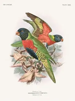 Tropical Bird Prints: Vintage Parrot Illustration. Colorful drawing of parrots from a 19th-century book published in London